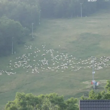 Anielci זקופאנה